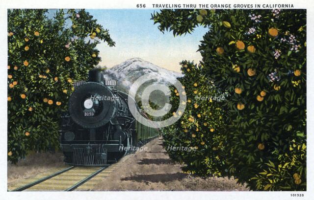 'Traveling through the Orange Groves in California', USA, 1924. Artist: Unknown