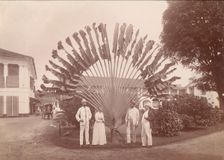 Traveller's Palm or Fan Palm, Singapore, 1860s-70s. Creator: Unknown