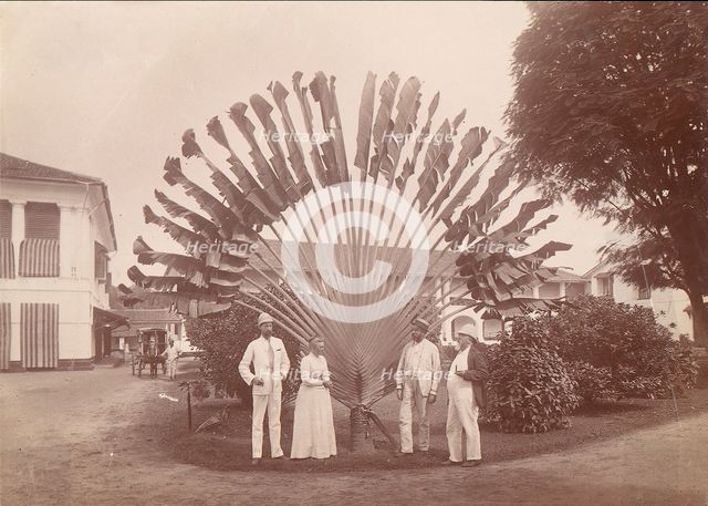 Traveller's Palm or Fan Palm, Singapore, 1860s-70s. Creator: Unknown.