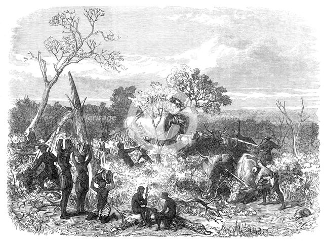 Travelling in Africa: cutting a road for the waggons, 1868. Creator: Unknown.