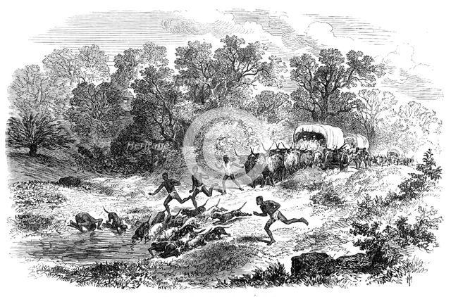 Travelling in Africa: the rain-pool by the way, 1869. Creator: Unknown.
