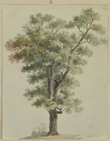 Tree, 1836. Creator: Carl Theodor Reiffenstein