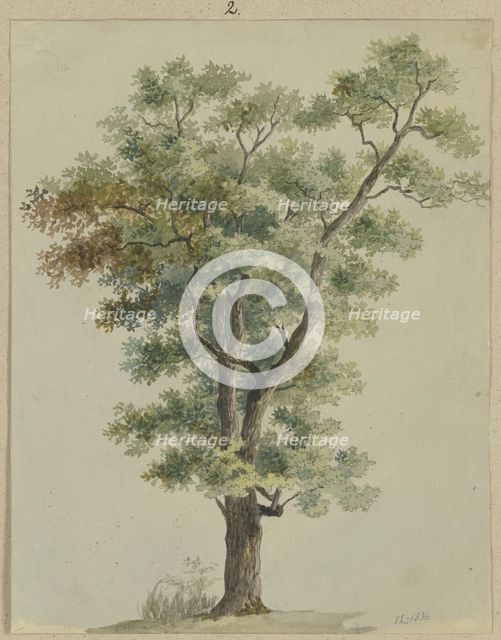 Tree, 1836. Creator: Carl Theodor Reiffenstein.