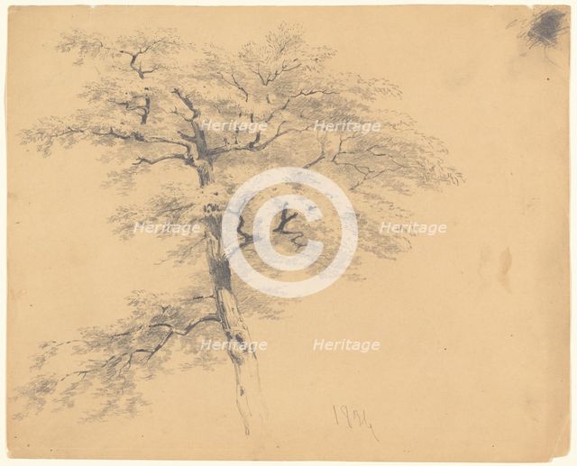 Tree, 1839. Creator: James Goodwyn Clonney.