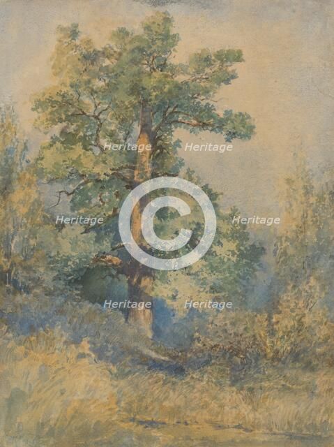 Tree, 1872. Creator: Ladislav Mednyanszky.