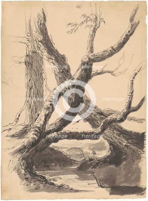 Tree Trunks, 1825-1840. Creator: Thomas Cole.