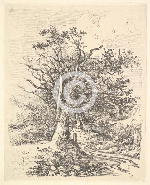 Tree Trunks and Lane, 1811-13. Creator: John Crome.