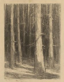 Tree trunks, around 1930. Creator: Ludovit Cordak