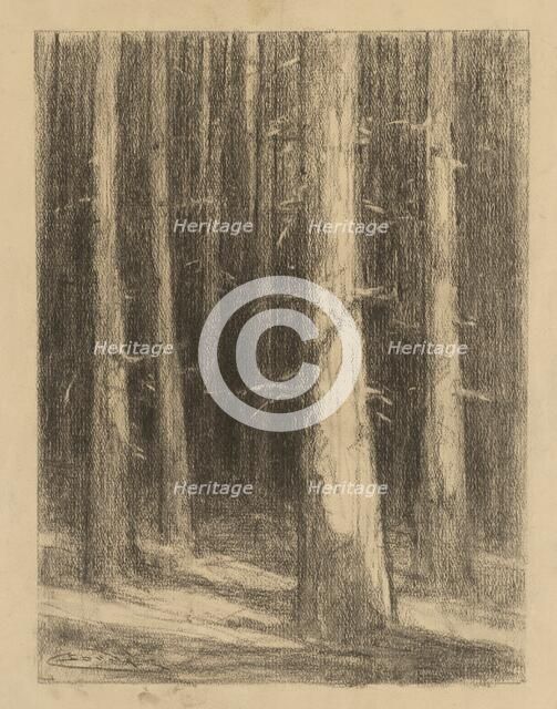 Tree trunks, around 1930. Creator: Ludovit Cordak.