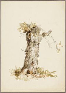 Tree Trunk I, n.d. Creators: Unknown, William Callow