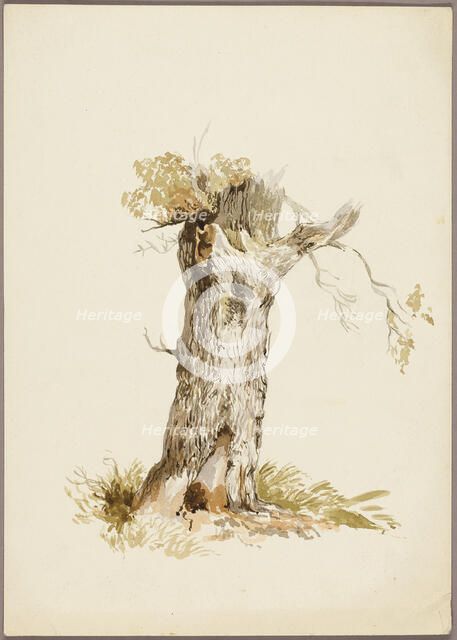 Tree Trunk I, n.d. Creators: Unknown, William Callow.