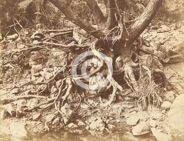 Tree with Tangle of Roots, 1853. Creator: Hugh Owen.