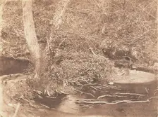 [Tree and Brush in Creek Scene], 1853-56. Creator: John Dillwyn Llewelyn