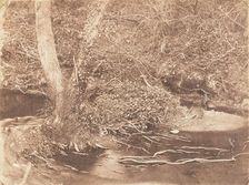[Tree and Brush in Creek Scene], 1853-56. Creator: John Dillwyn Llewelyn