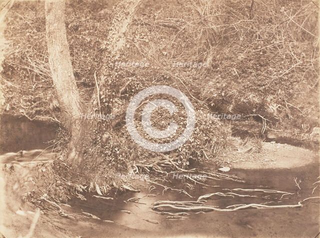 [Tree and Brush in Creek Scene], 1853-56. Creator: John Dillwyn Llewelyn.