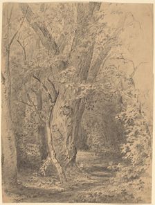 Tree and Foliage, probably c. 1873. Creator: Walter Shirlaw