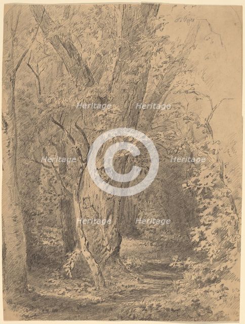 Tree and Foliage, probably c. 1873. Creator: Walter Shirlaw.