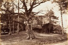 Tree and Rock, c.1850. Creator: Henrietta Augusta Mostyn