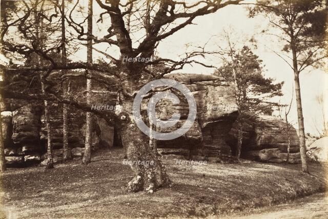 Tree and Rock, c.1850. Creator: Henrietta Augusta Mostyn.