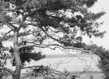 Tree and water view at "The Shallows," property of Lucien Hamilton Tyng, Southampton, Long Island, 1 Creator: Arnold Genthe