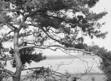 Tree and water view at "The Shallows," property of Lucien Hamilton Tyng, Southampton, Long Island, 1 Creator: Arnold Genthe