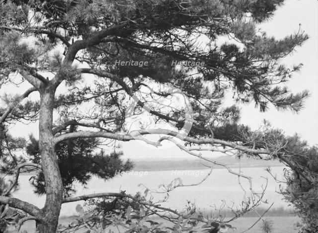 Tree and water view at "The Shallows," property of Lucien Hamilton Tyng, Southampton, Long Island, 1 Creator: Arnold Genthe.