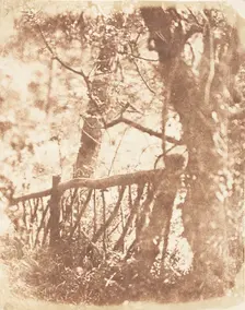 Tree at Colinton, 1843-47. Creators: David Octavius Hill, Robert Adamson, Hill & Adamson