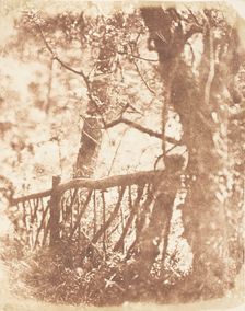 Tree at Colinton, 1843-47. Creators: David Octavius Hill, Robert Adamson, Hill & Adamson