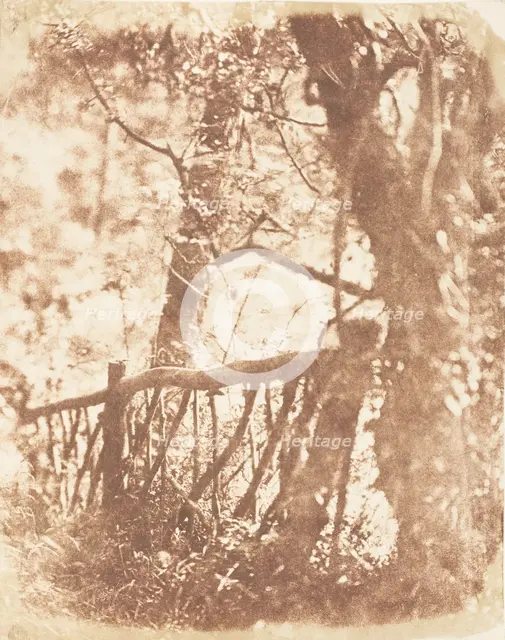 Tree at Colinton, 1843-47. Creators: David Octavius Hill, Robert Adamson, Hill & Adamson.