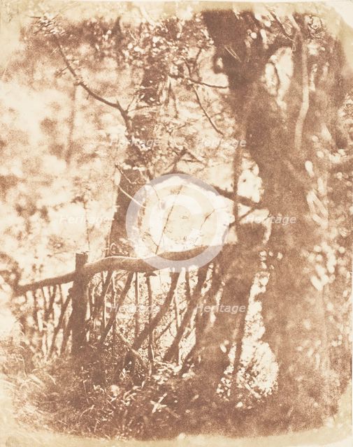 Tree at Colinton, 1843-47. Creators: David Octavius Hill, Robert Adamson, Hill & Adamson.
