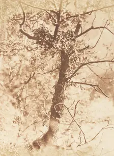 Tree at Colinton, 1843-47. Creators: David Octavius Hill, Robert Adamson, Hill & Adamson