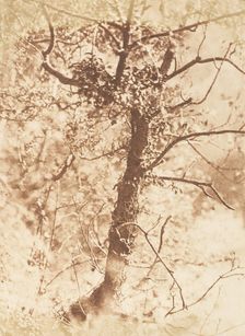 Tree at Colinton, 1843-47. Creators: David Octavius Hill, Robert Adamson, Hill & Adamson