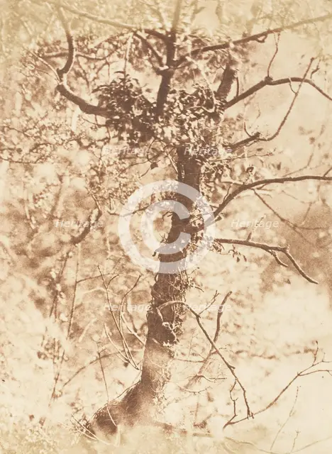 Tree at Colinton, 1843-47. Creators: David Octavius Hill, Robert Adamson, Hill & Adamson.