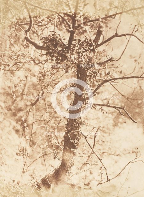 Tree at Colinton, 1843-47. Creators: David Octavius Hill, Robert Adamson, Hill & Adamson.