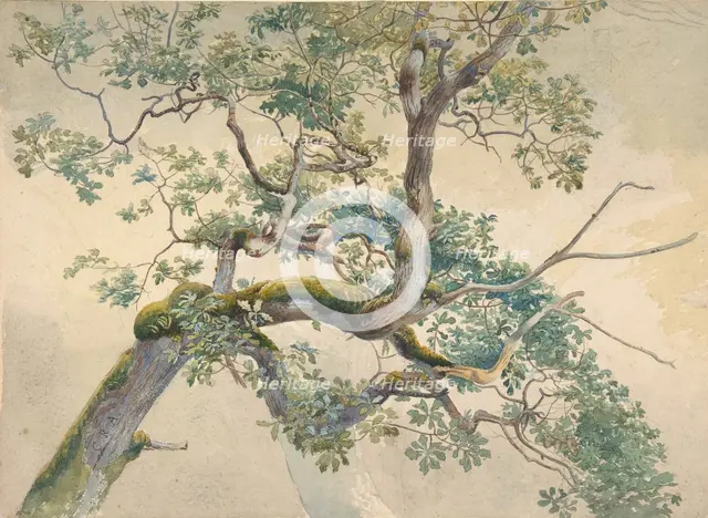 Tree Branches, 1852-1908. Creator: Charles Reginald Aston.