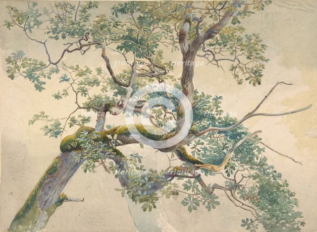 Tree Branches, 1852-1908. Creator: Charles Reginald Aston.