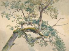 Tree Branches, 1852-1908. Creator: Charles Reginald Aston