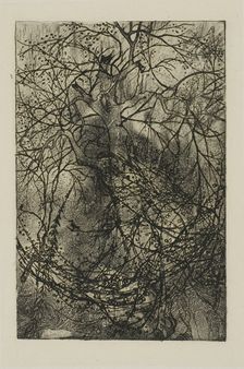 Tree Branches, n.d. Creator: Rodolphe Bresdin
