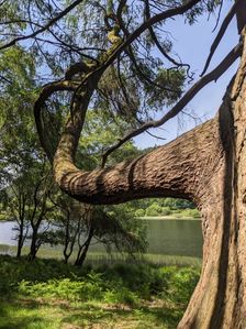 Tree by the upper lake, Glendalough, Wicklow, Ireland, June 2026. Creator: Amanda Waite