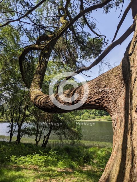 Tree by the upper lake, Glendalough, Wicklow, Ireland, June 2026. Creator: Amanda Waite.