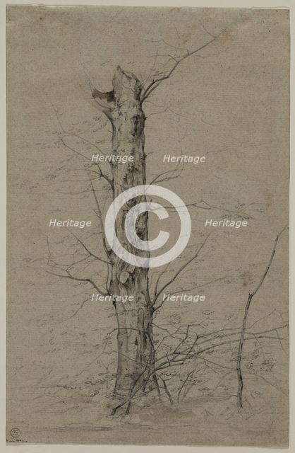 Tree, c. 1835-45. Creator: Ludwig Ferdinand Schnorr von Carolsfeld (German, 1788-1853).