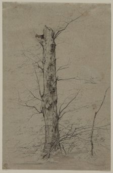Tree, c. 1835-45. Creator: Ludwig Ferdinand Schnorr von Carolsfeld (German, 1788-1853)