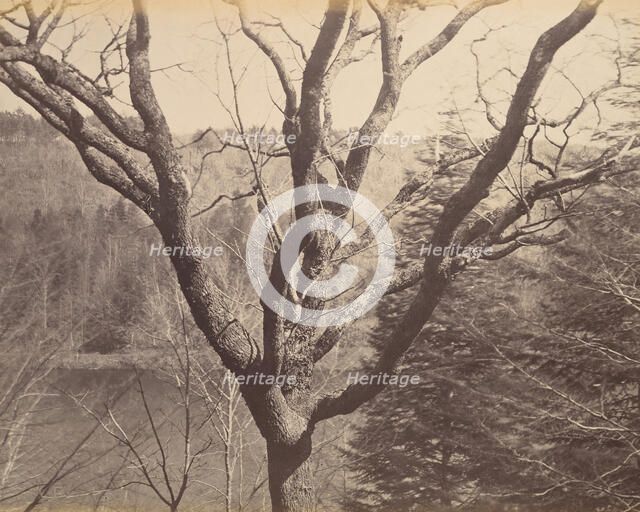 Tree, ca. 1858. Creator: Horatio Ross.