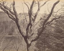 Tree, ca. 1858. Creator: Horatio Ross