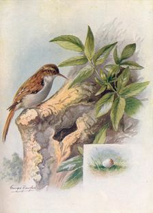 Tree-Creeper - Cer'thia familia'ris c1910, (1910). Artist: George James Rankin