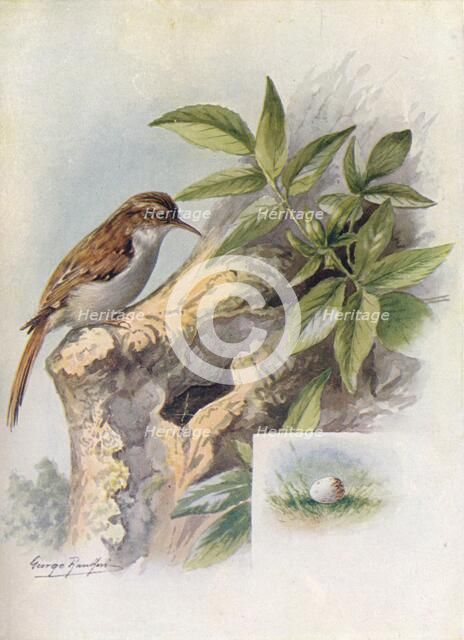 'Tree-Creeper - Cer'thia familia'ris', c1910, (1910). Artist: George James Rankin.