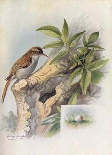 Tree-Creeper - Cer'thia familia'ris c1910, (1910). Artist: George James Rankin