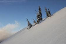 Tree Family. Creator: Joshua Johnston