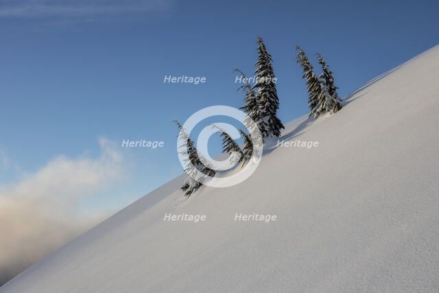 Tree Family. Creator: Joshua Johnston.