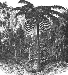 Tree-fern--Madagascar; A Birds-eye View of Madagascar 1875. Creator: M.D Charnay